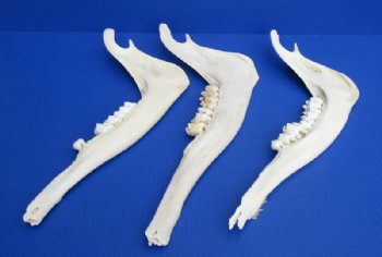 Giraffe Lower Jaw Bones <font color=red> Wholesale</font> 15 to 18 inches long - 2 @ $45 each; 3 @ $40 each