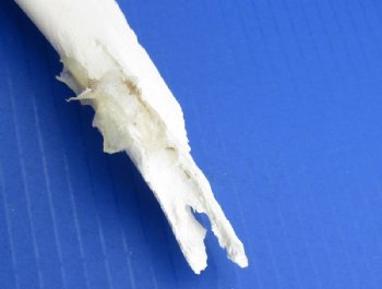 Giraffe Lower Jaw Bones <font color=red> Wholesale</font> 15 to 18 inches long - 2 @ $45 each; 3 @ $40 each