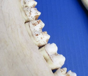 Giraffe Lower Jaw Bones <font color=red> Wholesale</font> 15 to 18 inches long - 2 @ $45 each; 3 @ $40 each