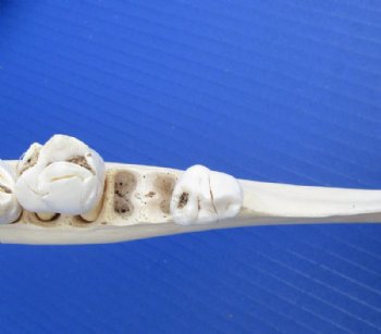 Giraffe Lower Jaw Bones <font color=red> Wholesale</font> 15 to 18 inches long - 2 @ $45 each; 3 @ $40 each