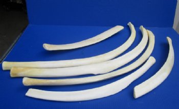 Authentic African Giraffe Rib Bone for Crafts <font color=red> Wholesale</font> 17 to 33 inches - 5 @ $40.00 each