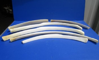 Authentic African Giraffe Rib Bone for Crafts <font color=red> Wholesale</font> 17 to 33 inches - 5 @ $40.00 each