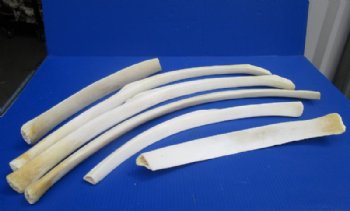 Authentic African Giraffe Rib Bone for Crafts <font color=red> Wholesale</font> 17 to 33 inches - 5 @ $40.00 each