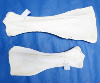 21 to 28 inches Giraffe Shoulder Blade Bones <font color=red> Wholesale</font> - 3 @ $40.00 each; 4 @ $36.00 each