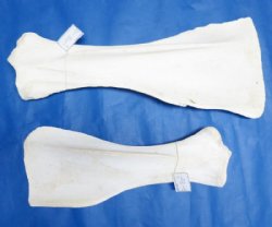 African Giraffe Shoulder Blade Bone, 21 to 26 inches - $54.99