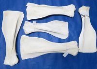 21 to 28 inches Giraffe Shoulder Blade Bones <font color=red> Wholesale</font> - 3 @ $40.00 each; 4 @ $36.00 each