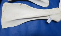 21 to 28 inches Giraffe Shoulder Blade Bones <font color=red> Wholesale</font> - 3 @ $40.00 each; 4 @ $36.00 each