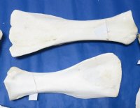 21 to 28 inches Giraffe Shoulder Blade Bones <font color=red> Wholesale</font> - 3 @ $40.00 each; 4 @ $36.00 each