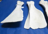 21 to 28 inches Giraffe Shoulder Blade Bones <font color=red> Wholesale</font> - 3 @ $40.00 each; 4 @ $36.00 each