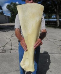 21 to 28 inches Giraffe Shoulder Blade Bones <font color=red> Wholesale</font> - 3 @ $40.00 each; 4 @ $36.00 each