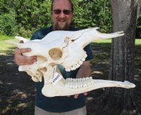 Giraffe Skulls