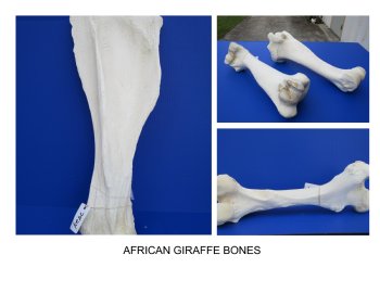 Giraffe Bones