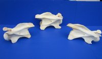 11 to 13 inches long>Single Real African Giraffe Vertebrae Bones <font color=red>Wholesale </font> -  2 @ $45.00 each; 3 @ 40.00 each