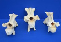 11 to 13 inches long>Single Real African Giraffe Vertebrae Bones <font color=red>Wholesale </font> -  2 @ $45.00 each; 3 @ 40.00 each