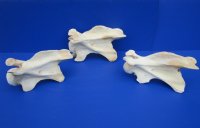 11 to 13 inches long>Single Real African Giraffe Vertebrae Bones <font color=red>Wholesale </font> -  2 @ $45.00 each; 3 @ 40.00 each