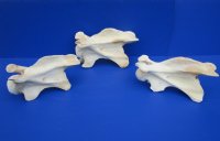 10 to 13 inches African Giraffe Vertebrae Bones <font color=red>Wholesale </font> -  2 @ $54.00 each