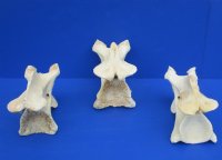 11 to 13 inches long>Single Real African Giraffe Vertebrae Bones <font color=red>Wholesale </font> -  2 @ $45.00 each; 3 @ 40.00 each