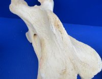 11 to 13 inches long>Single Real African Giraffe Vertebrae Bones <font color=red>Wholesale </font> -  2 @ $45.00 each; 3 @ 40.00 each