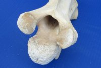 11 to 13 inches long>Single Real African Giraffe Vertebrae Bones <font color=red>Wholesale </font> -  2 @ $45.00 each; 3 @ 40.00 each