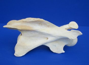 10 to 13 inches African Giraffe Vertebrae Bones <font color=red>Wholesale </font> -  2 @ $54.00 each