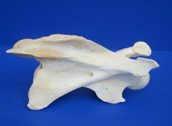 11 to 13 inches long>Single Real African Giraffe Vertebrae Bones <font color=red>Wholesale </font> -  2 @ $45.00 each; 3 @ 40.00 each