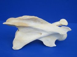 11 to 13 inches long>Single Real African Giraffe Vertebrae Bones <font color=red>Wholesale </font> -  2 @ $45.00 each; 3 @ 40.00 each