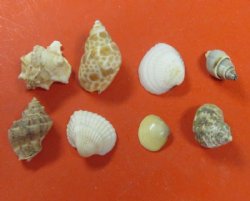 Small Indian Assorted Craft Seashells 1 to 2 inches - 5 pounds @ $12.75 a bag; 3 bag @ $11.55 a bag