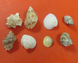 Small Indian Assorted Seashells <font color=red> Wholesale</font> Minimum: 2 Cases of 8 gallons @ $7.20 a gallon