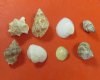 1 to 2 inches  Small Assorted Craft Seashells in Bulk, imported from India  -  Pack of 1 gallon (5 pounds) @ $10.00 a bag; Pack of 3 Gallons @ $9.00 a bag