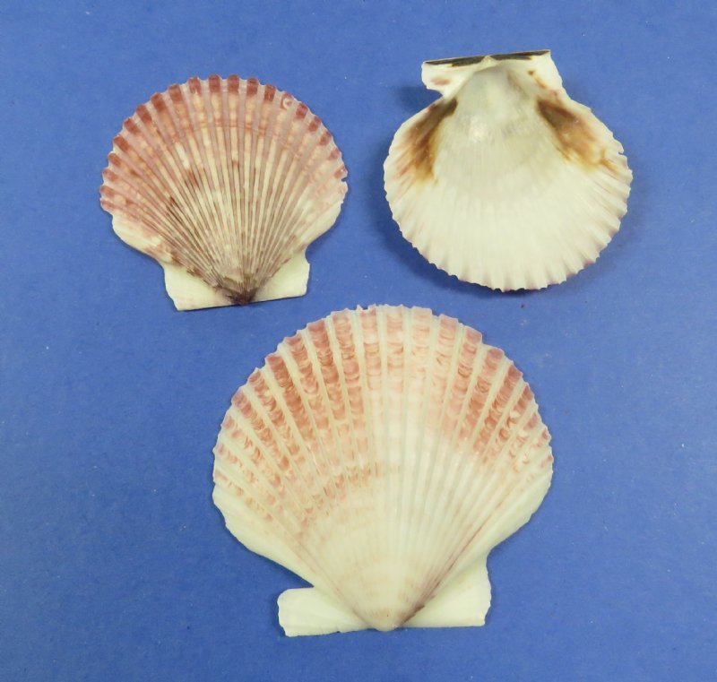 21/2 pound bag (1 gallon) Pecten Purpuratus Scallop Shells for Sale
