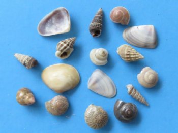 Tiny Assorted Indian Craft Seashells Under 1 inch - 5 pounds bag @ $14.50 a bag; 3 bags @ $12.25 a bag