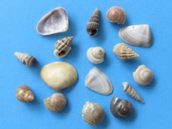 Tiny Assorted Indian Craft Seashells Under 1 inch - 5 pounds bag @ $14.50 a bag; 3 bags @ $12.25 a bag