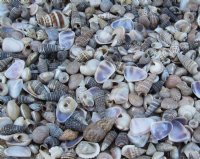 Tiny Assorted Indian Craft Seashells Under 1 inch - 5 pounds bag @ $14.50 a bag; 3 bags @ $12.25 a bag