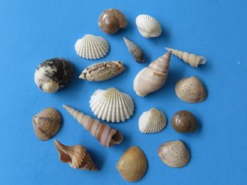 1/2 to 1-1/2 inches Bulk Indian Tiny and Small Mixed Seashells - 10 Gallons @ $9.00 a gallon; 20 <font color=red> Wholesale Bags</font> @ $7.90 a gallon