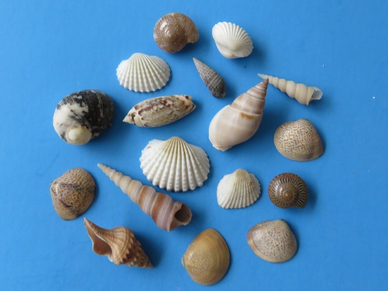 1/2 to 1-1/2 inches Tiny/Small Mixed Indian Seashells - 5.5 pounds @ $15.99  a bag; 3 @ 12.65 a bag