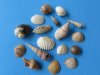 1/2 to 1-1/2 inches Tiny/Small Mixed Seashells from india in Bulk, Nutmets, Volutes, Conchs, Moon Shells, Clams, Miters and More - Pack of 1 bag of 5.5 pounds (1 gallon) @  $11.50 a bag; Pack of  3 gallons @ $9.27 a bag