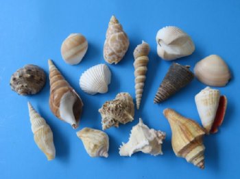 Indian Assorted Craft Seashells 3/4 to 3-1/2 inches - 4 pounds @ $12.99 a bag; 3 Bags @ $10.40 a bag