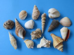 Wholesale case of 10 gallons small bulk mixed seashells for crafts