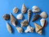 Bulk Small to Large Assorted Craft Seashells from India 3/4 to 3-1/2 inches - Case of 10 Gallons @ $9.00 a gallon; 2 <font color=red>Wholesale Cases</font> of 10 gallons each @ $6.50 a gallon