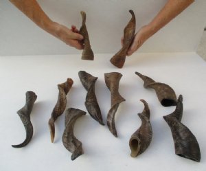 Goat Horns