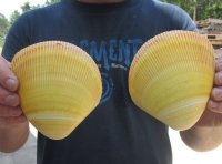 4 to 5 inches Pairs of Yellow Giant Pacific Cockle Shells for Sale - Pack of 6 pairs @  $2.80 a pair