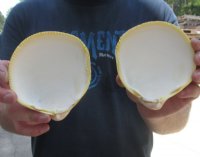 4 to 5 inches Pairs of Yellow Giant Pacific Cockle Shells for Sale - Pack of 6 pairs @  $2.80 a pair