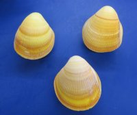 4 to 5 inches Pairs of Yellow Giant Pacific Cockle Shells for Sale - Pack of 6 pairs @  $2.80 a pair