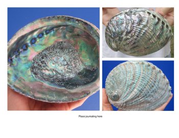 Green Abalone Shells 
