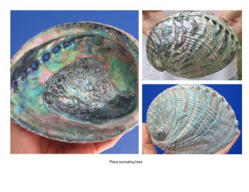 Green Abalone Shells