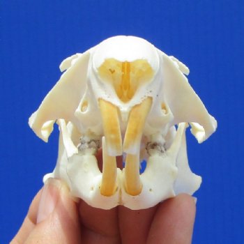 Real Groundhog Skulls for Sale - Real Woodchuck Skulls for Sale
