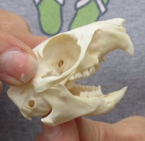 Squirrel Skulls