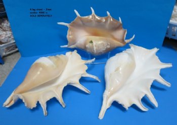 Giant Spider Conch Shell, Lambis truncata, 10 to 12-7/8 inches - 2 @ $13.00 each