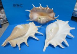 Giant Spider Conch Shell, Lambis truncata, 10 to 12-7/8 inches - 2 @ $13.00 each