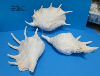 Giant Spider Conch Shell, Lambis truncata, 10 to 12-7/8 inches - 2 @ $13.00 each